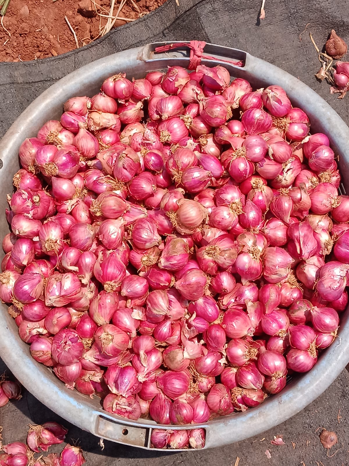 Shallot red onion supply